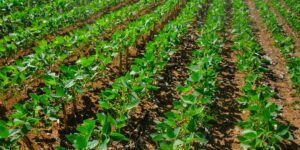 Finanças sustentáveis para o Agronegócio